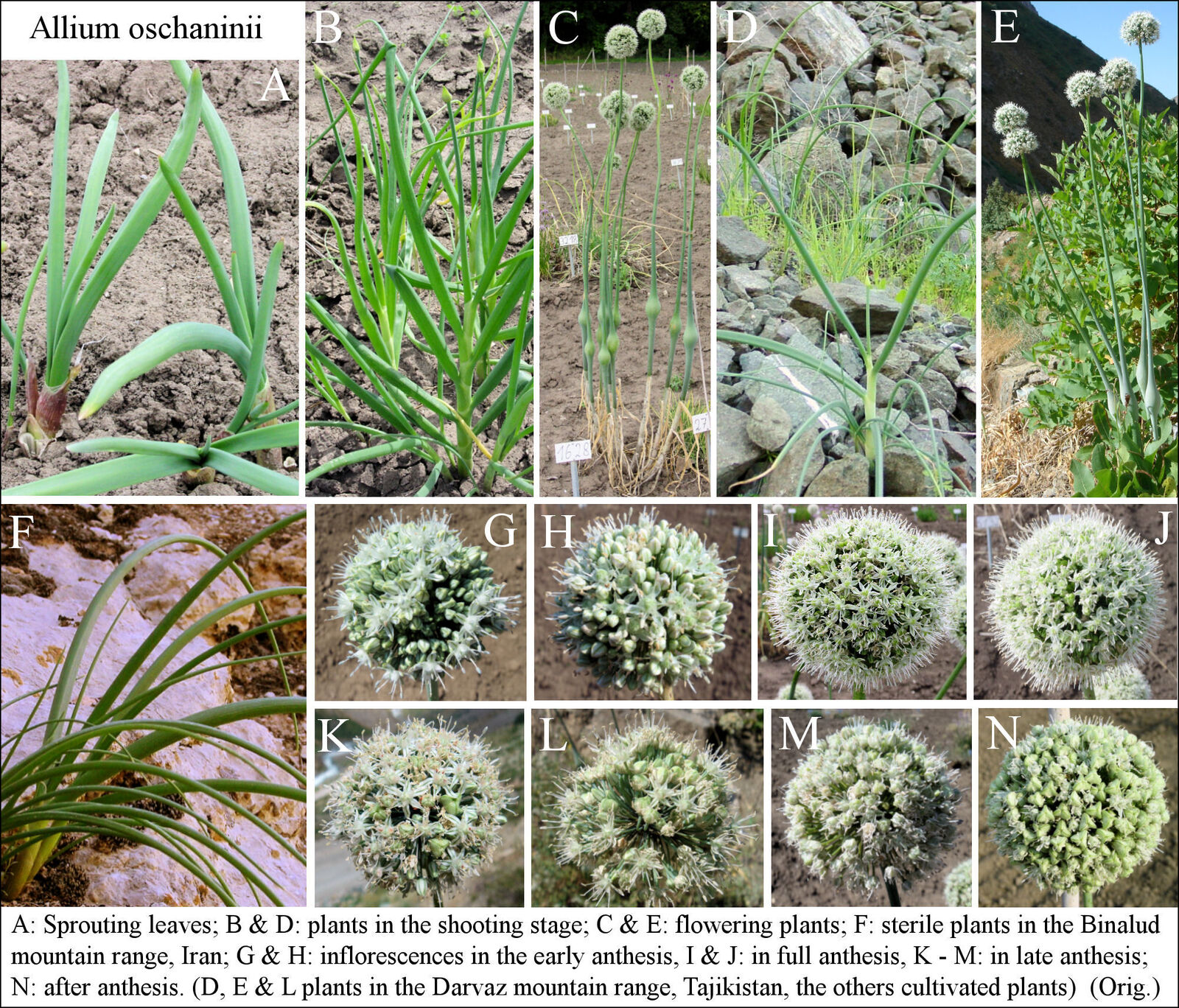 Allium oschaninii O.Fedtsch. | Plants of the World Online | Kew Science