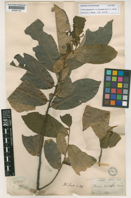 Kew Gardens K000691182:  s.coll. [s.n.] Bangladesh