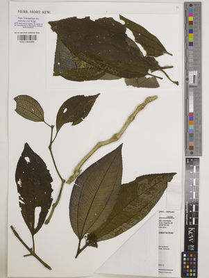 Kew Gardens K001384488:  Amorim, A.M.; Amorim, A.; Daneu, L.; Gomes, L.C.;  ; Almeida, J. [8170] Brazil