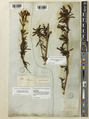 Kew Gardens K001079317:  s.coll. [s.n.] United States