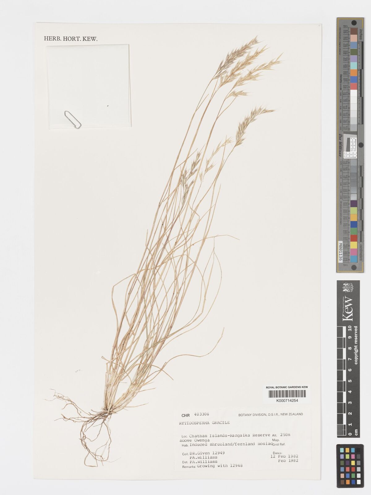 Rytidosperma gracile