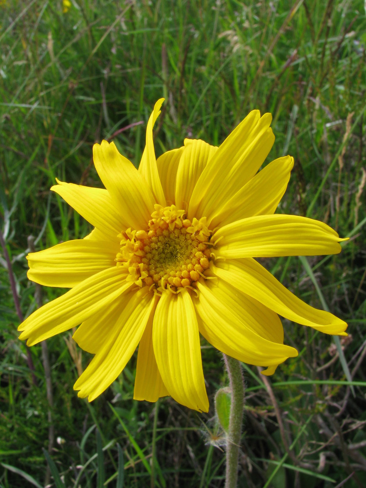 Arnica montana subsp. montana | Plants of the World Online | Kew Science