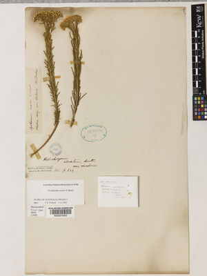 Kew Gardens K000910452:  Mueller, F, J.H.v. [s.n.] Australia