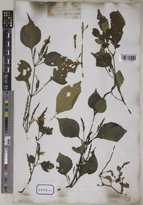 Kew Gardens K001115875:  s.coll. [Cat. no. 2408]