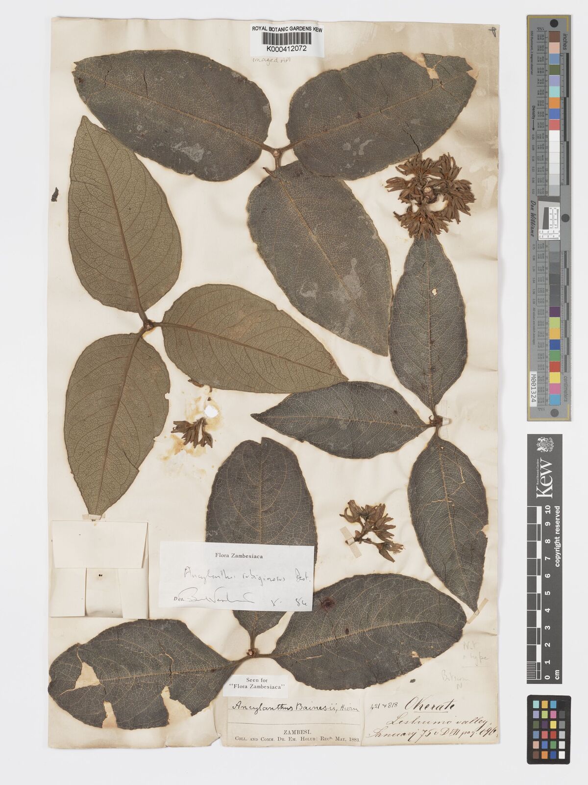 Kew Gardens K000412072:  Holub, E. [s.n.]