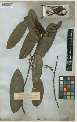 Kew Gardens K000574700:  Griffith [s.n.] Malaysia