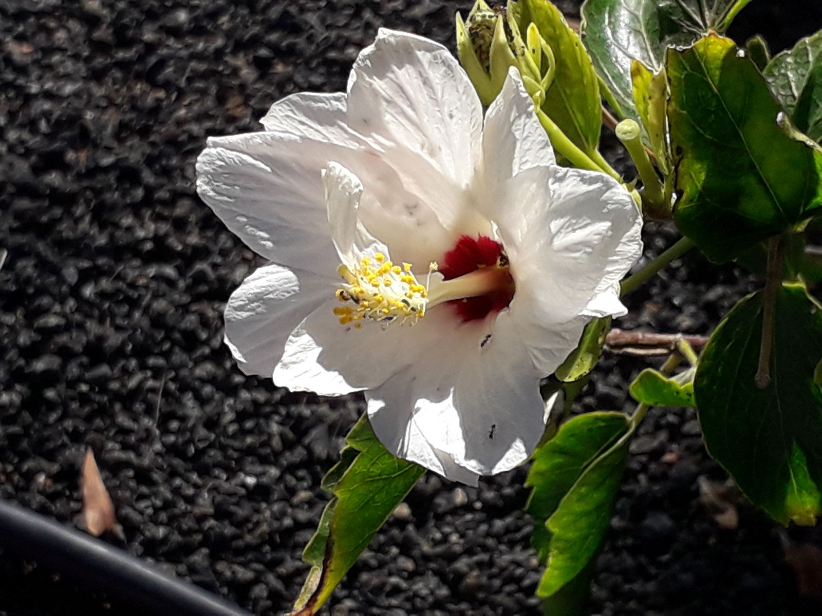 Hibiscus 'Fiesta del Sol' (Hibiscus rosa-sinensis hybrid)