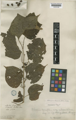 Kew Gardens K000704798:  Wallich, N. [3719A] Nepal