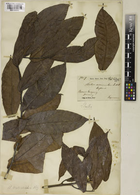 Kew Gardens K001050053:  Teysmann, J.E. [7357] Indonesia