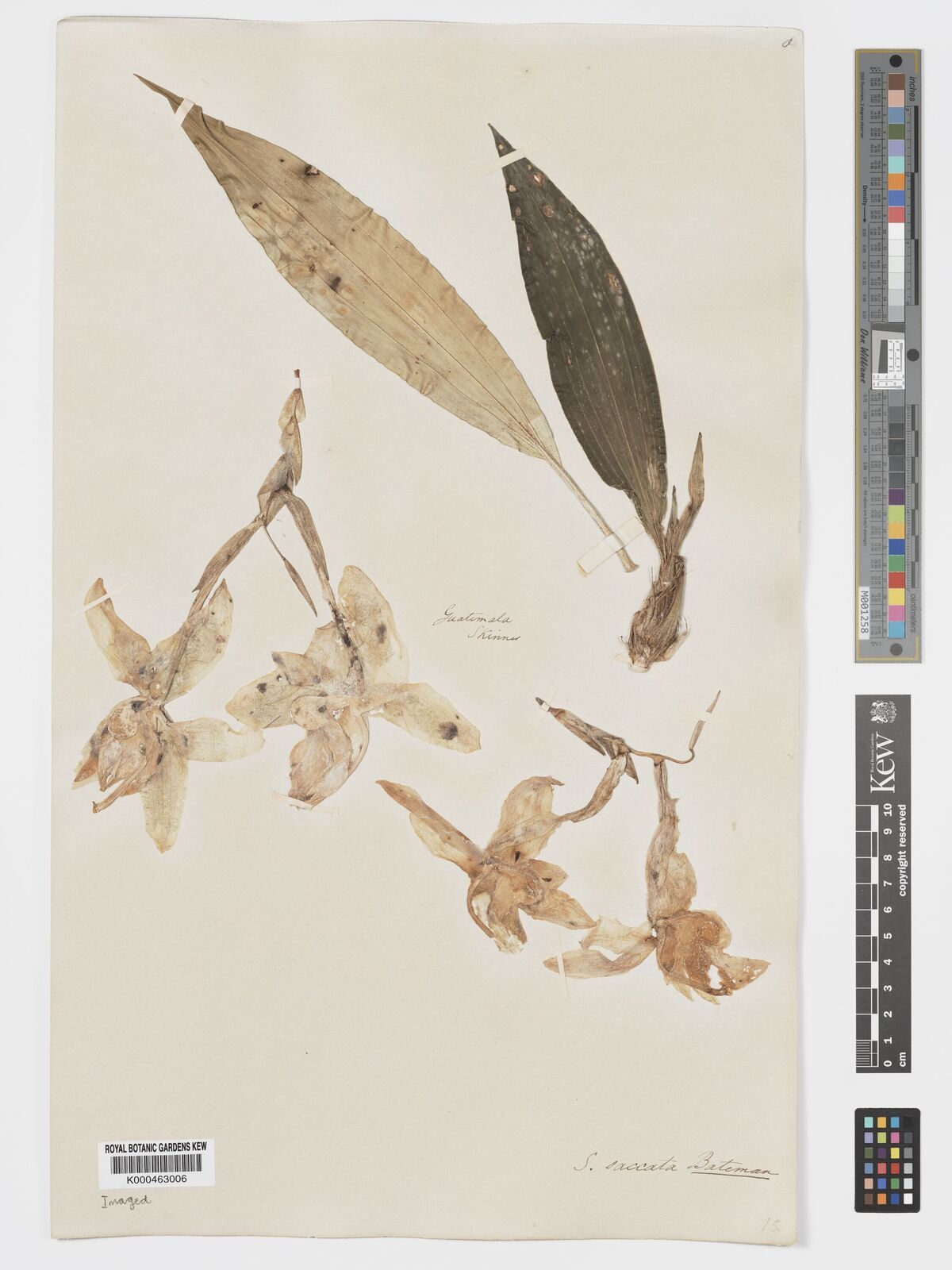 Kew Gardens K000463006:  Skinner [s.n.] Guatemala