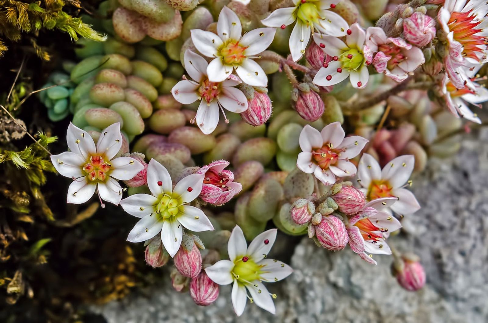 © copyright of the Board of Trustees of the Royal Botanic Gardens, Kew.