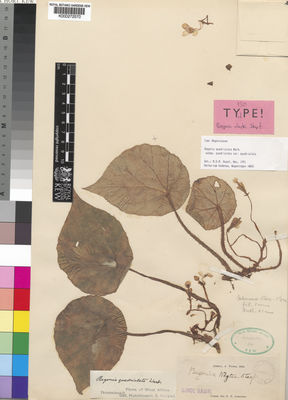 Kew Gardens K000272570:  Whyte, A. [s.n.] Liberia