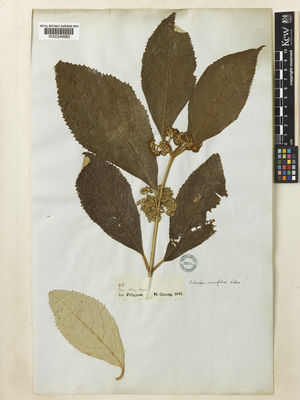 Kew Gardens K000248982:  Cuming, H. [911] Philippines