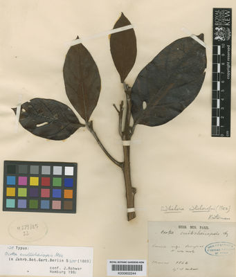 Kew Gardens K000602244:  Melinon [s.n.] French Guiana