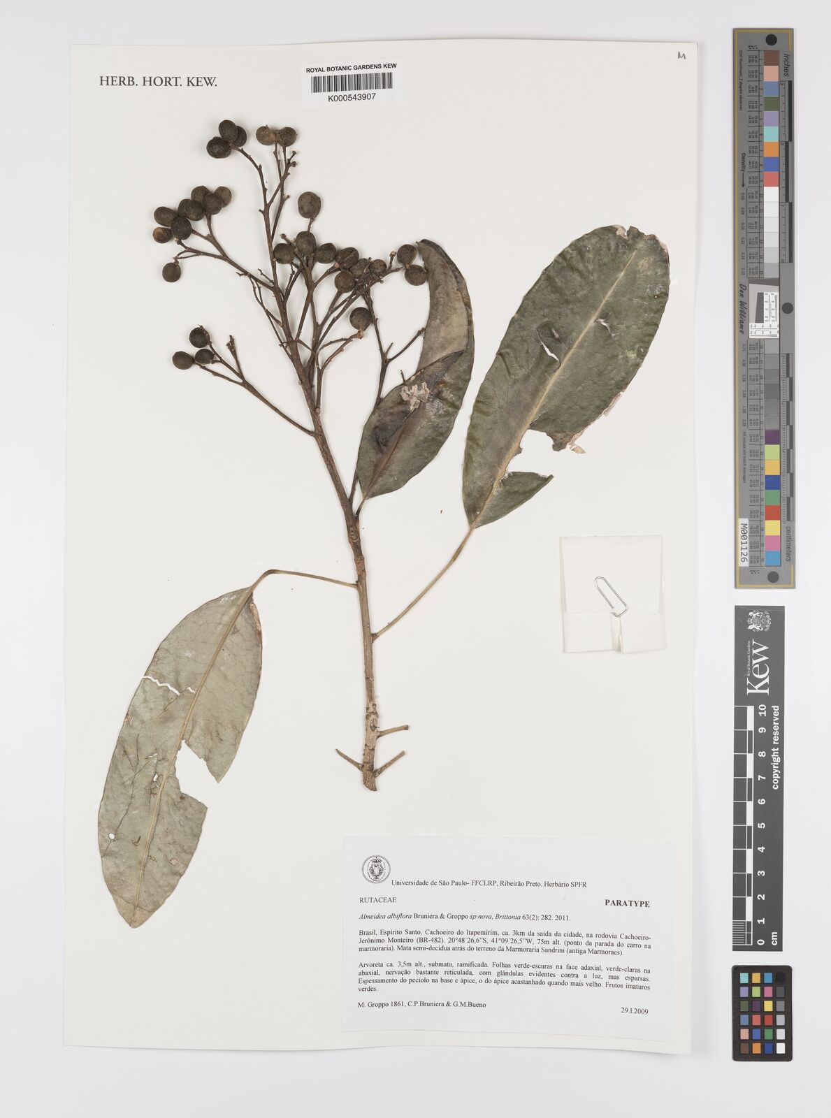Kew Gardens K000543907:  Groppo, M.; Bruniera, C.P.; Bueno, G.M. [1861] Brazil