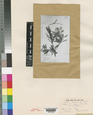 Kew Gardens K000262633:  Bequaert [3084] Congo, Republic of the