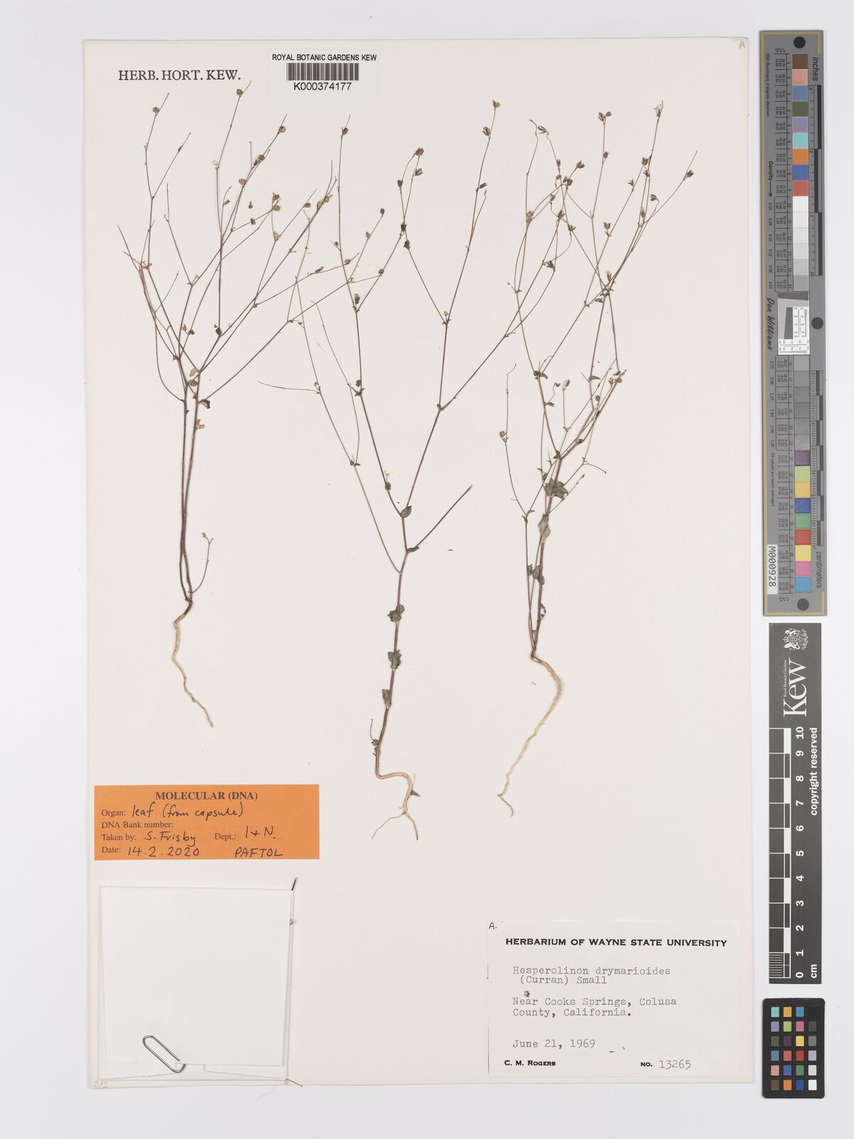 Hesperolinon drymarioides