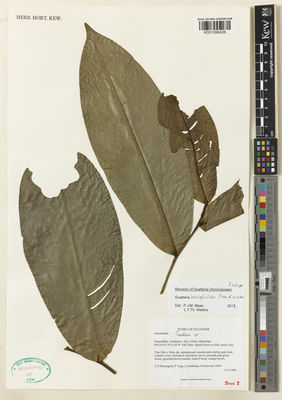 Kew Gardens K001096426:  Pennington, T.D.; Vega, P.; Zambrano, L.; Guevara, M. [14941] Ecuador