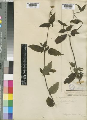 Kew Gardens K000410434:  Blackburn [s.n.] Madagascar