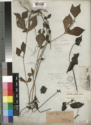 Kew Gardens K000419069:  Vogel [s.n.] Nigeria