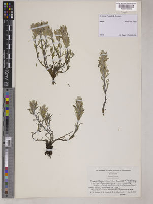 Kew Gardens K000195610:  Pennell, F.W.; Cotner, F.B.; Schaeffer, R.L. [23920] United States