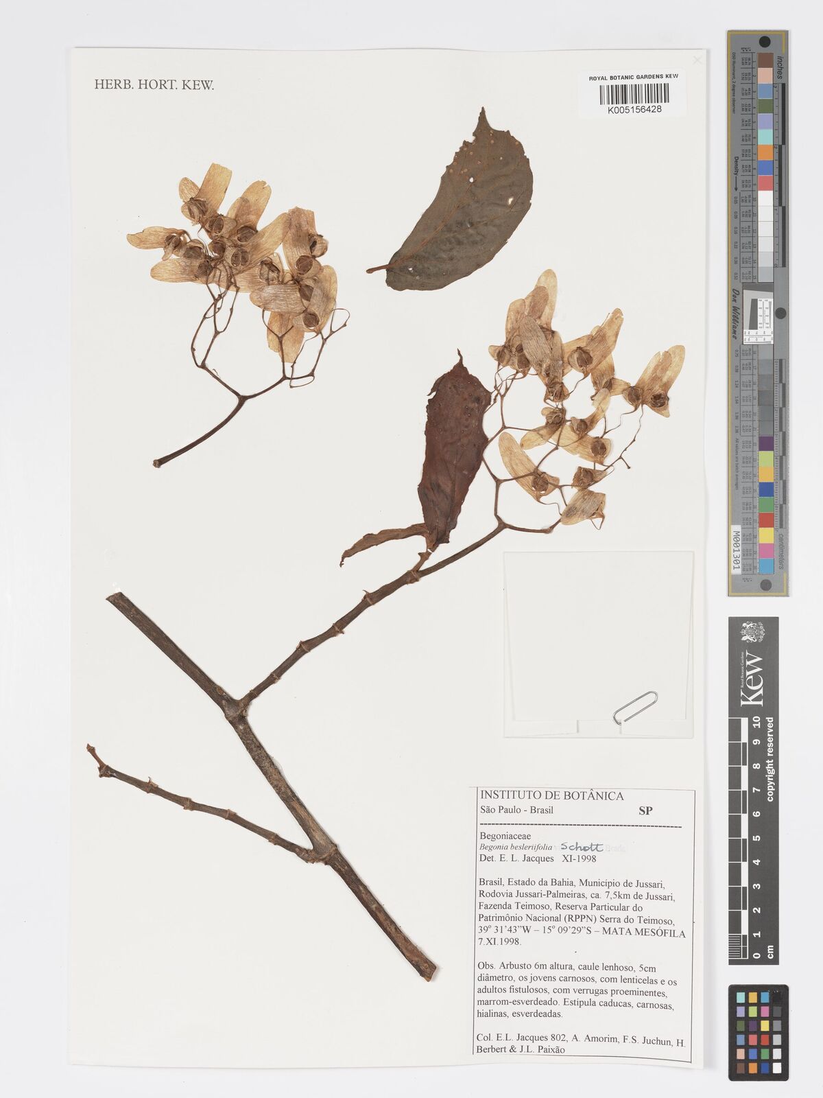 Begonia besleriifolia