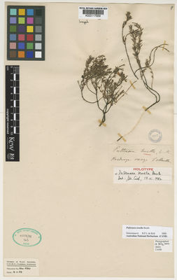 Kew Gardens K000117959:  Mueller, F, J.H. von [s.n.] Australia