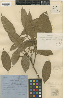 Kew Gardens K000651908:  Moulton, J.C. [6767] Malaysia