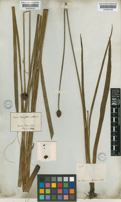 Kew Gardens K000587061:  s.coll. [547] Brazil