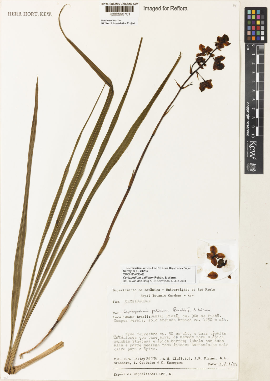 Cyrtopodium pallidum Rchb.f. & Warm. | Plants of the World Online | Kew  Science