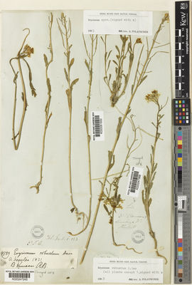 Kew Gardens K000247368:  s.coll. [1]