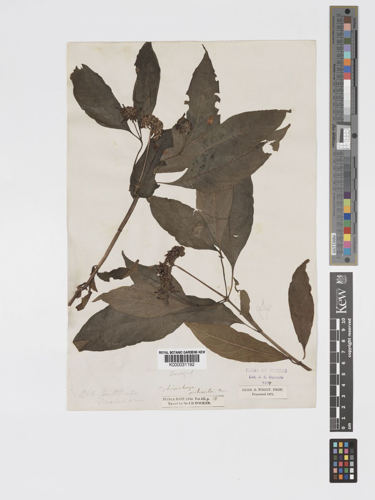 Kew Gardens K000031192:  Wight India