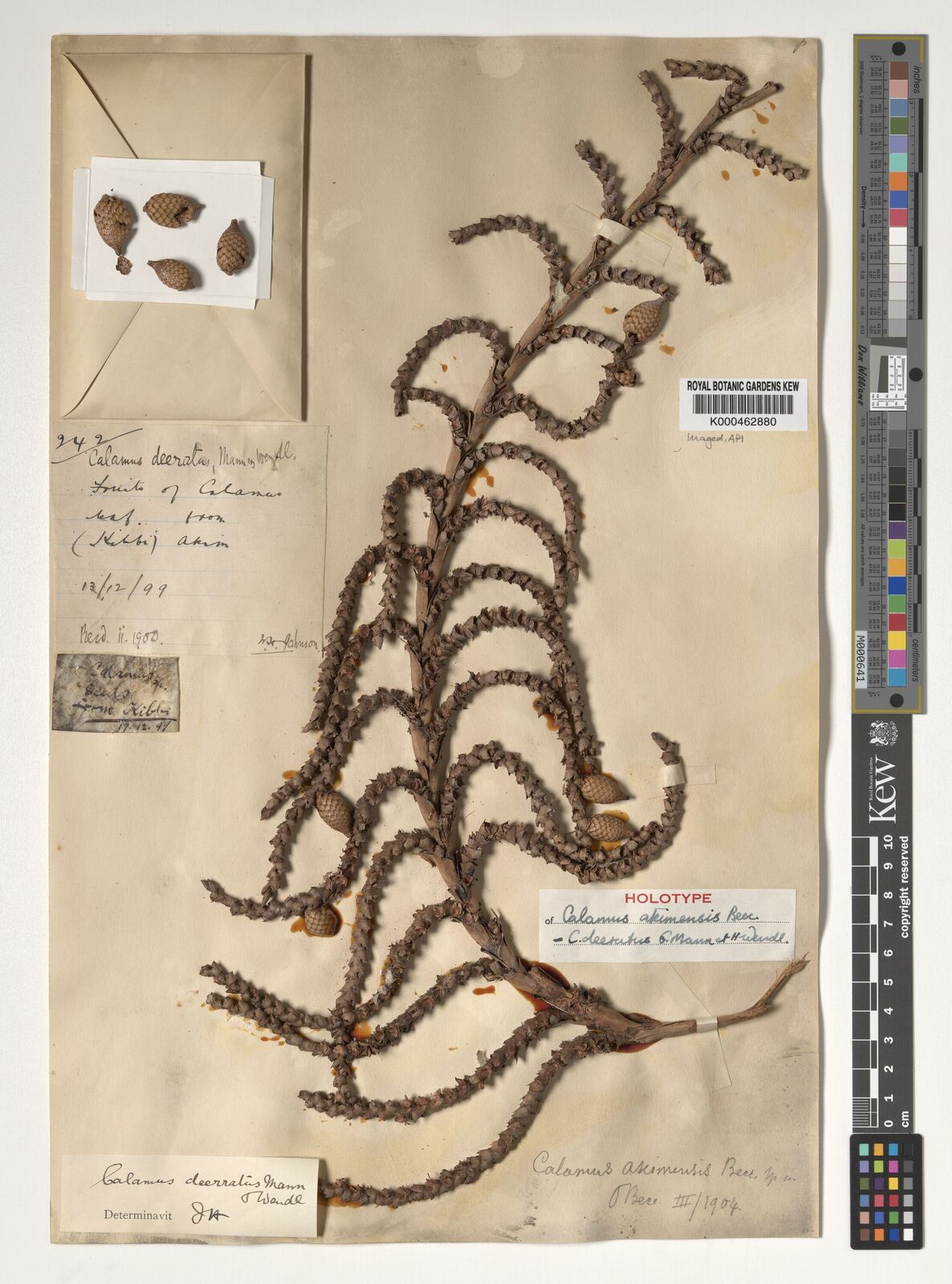 Kew Gardens K000462880:  Johnson [242] Ghana