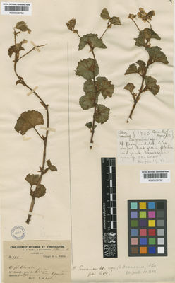 Kew Gardens K000536752:  s.coll. [1963] Colombia