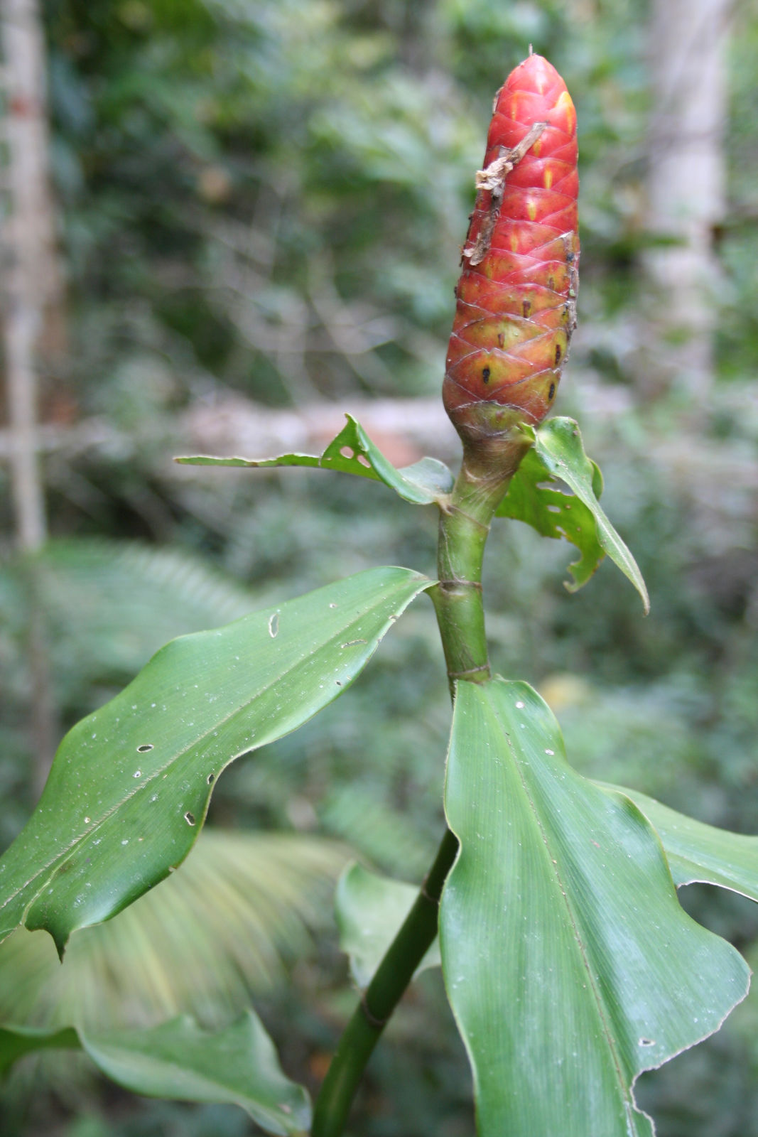 © copyright of the Board of Trustees of the Royal Botanic Gardens, Kew.