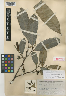 Kew Gardens K000487250:  Krukoff, B.A. [5589] Brazil