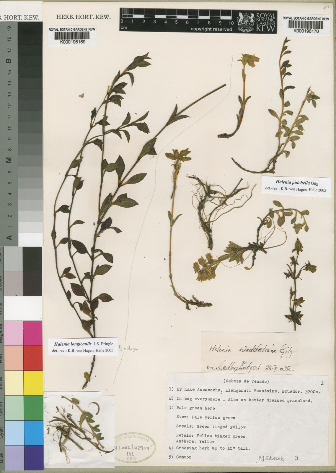 Halenia longicaulis J.S.Pringle | Plants of the World Online | Kew Science