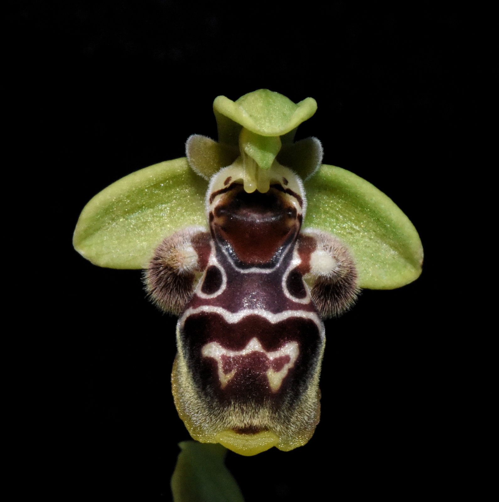 Ophrys umbilicata subsp. flavomarginata (Renz) Faurh. | Plants of the ...