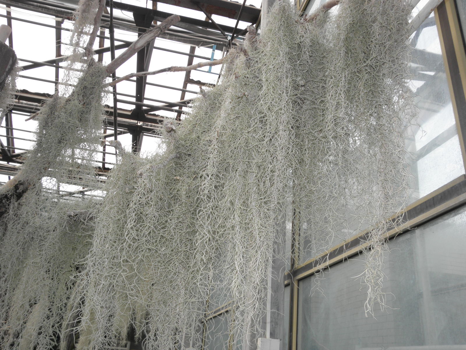 Spanish Moss - Institute of Food and Agricultural Sciences