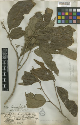 Kew Gardens K000671242:  Wallich [4405] India