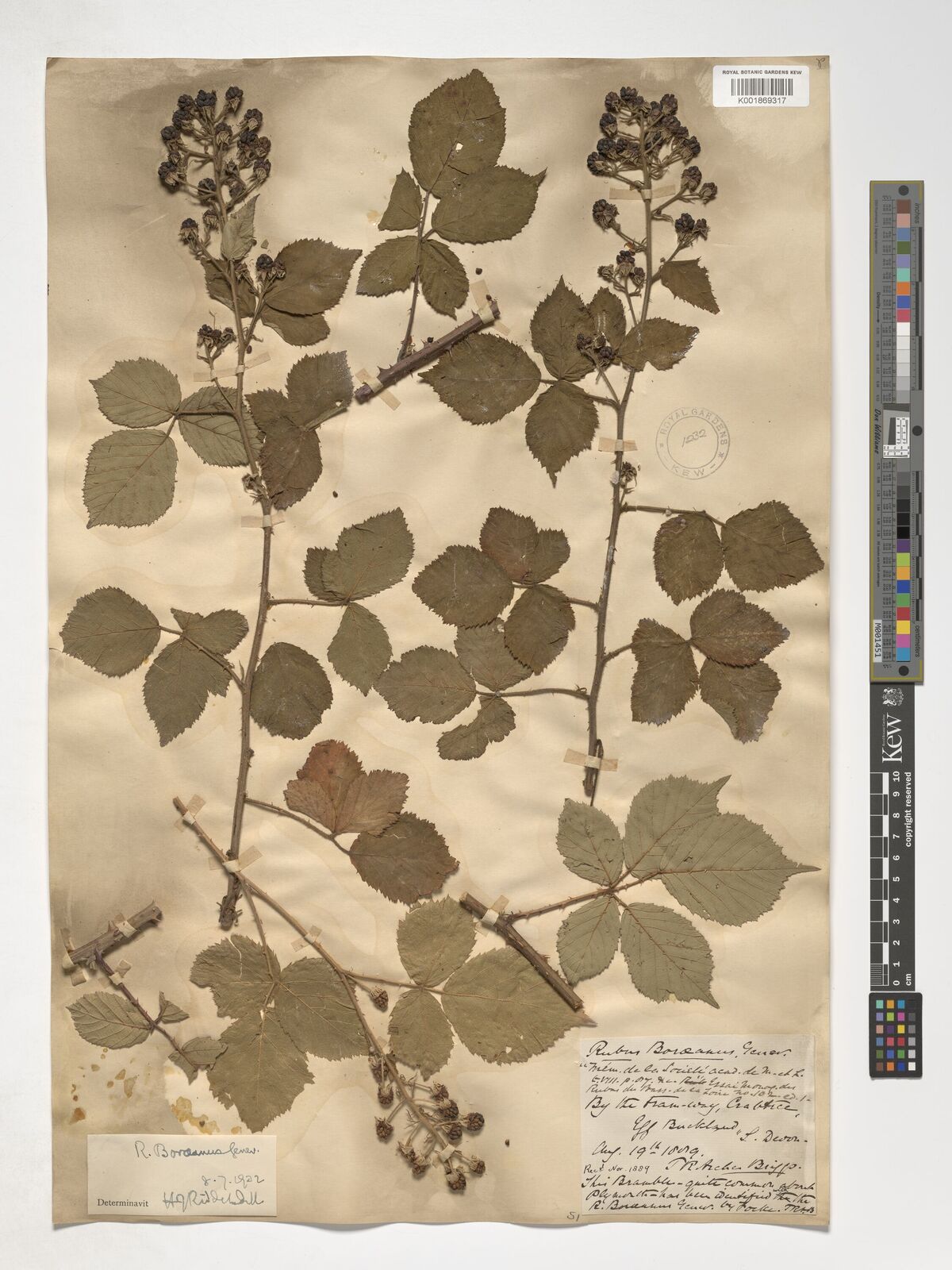 Rubus boraeanus