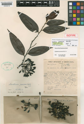 Kew Gardens K000582105:  Fanshawe, D.B. [940] Guyana