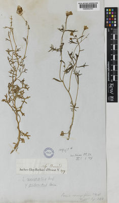 Kew Gardens K000852043:  Aucher-Eloy, P.M.R. [4719] Iran