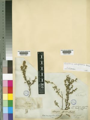 Kew Gardens K000412969:  Drege [s.n.] South Africa