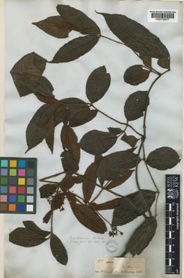 Kew Gardens K000736477:  Cuming, H. [1379] Philippines