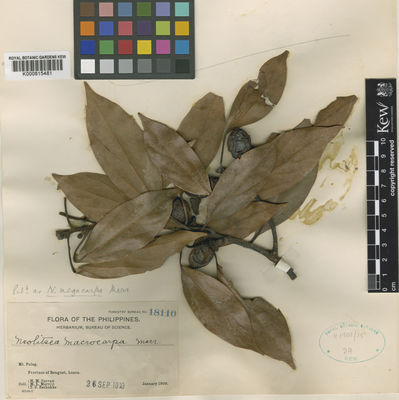 Kew Gardens K000815481:  Curran, H.M.; Merritt, M.L.; Zschokke, T.C. [18110] Philippines