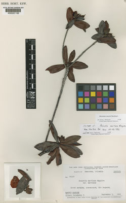 Kew Gardens K000221162:  Maguire, B.; Maguire, C.K.; Fernández, A. [44107] Colombia