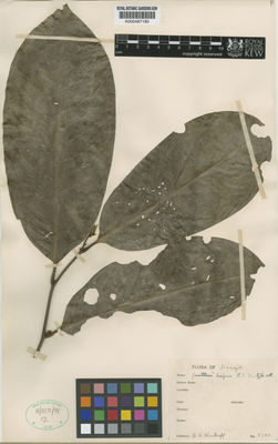 Kew Gardens K000487180:  Krukoff, B.A. [8723] Brazil