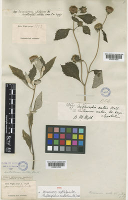 Kew Gardens K000814591:  s.coll. [2957] India