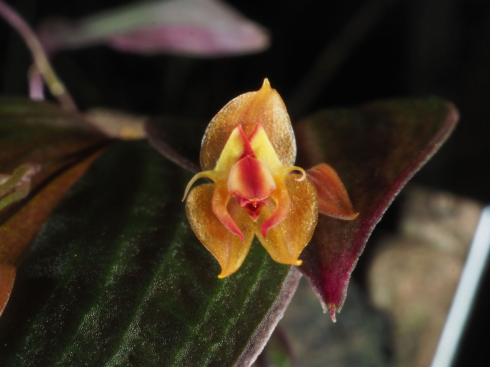 Lepanthes ortegae Luer & Hirtz | Plants of the World Online | Kew